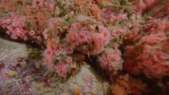 Giant acorn barnacles, strawberry anemone, feeding 