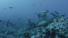 Rare Annual Marbled Grouper Spawning Attracting Grey Reef Sharks to Feed on Eggs