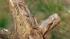 Viviparous lizard (Zootoca Lacerta vivipara) reptile resting in forest