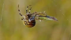Four spotted orb-weaver spider (Araneus quadratus) with prey in web
