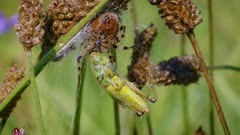 Four spotted orb-weaver spider (Araneus quadratus) with prey in web