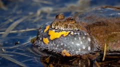 Amphibians Vocalizing Stock Footage