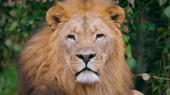 Southwest African lion (Panthera leo bleyenberghi) 