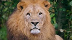 Southwest African lion (Panthera leo bleyenberghi) 