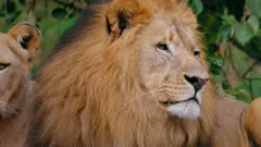 Southwest African lion (Panthera leo bleyenberghi)