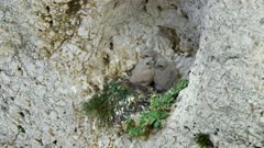 Juvenile common kestrel (Falco tinnunculus), baby chicks birds in quarry nest