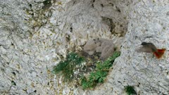 Juvenile common kestrel (Falco tinnunculus), baby chicks birds in quarry nest