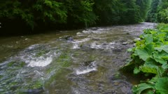 Wild river flowing through forest
