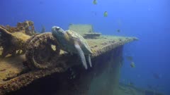 Lazy turtle rests head on wreck wheel
