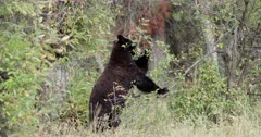 Black Bear sow eating berries off a bush