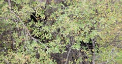 Black Bear cub climbs into bush with sow behind them