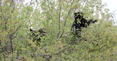 Black Bear cub and sow eating berries on top of a bush
