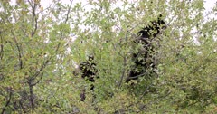 Black Bear cub and sow eating on top of a bush