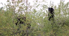 Black Bear cub and sow eating on top of a bush