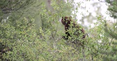 Black Bear cub eats berries at the top of a bush