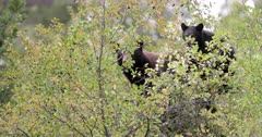 Black Bear cub and sow on top of a bush