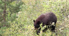 Black Bear sow eating berries in a bush