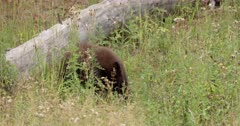 Black Bear cub digging for roots