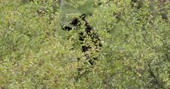 Black Bear cub eating berries at the top of a bush tight