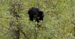 Black Bear cub looking for berries in a bush