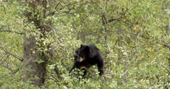 Black Bear cub pulling branches to get at berries