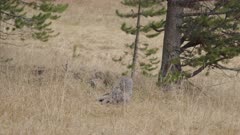 Great Gray Owls flies from the ground to hidden perch