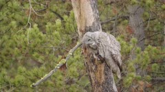 Great Gray Owl scratching then looking around 