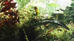 An American Alligator Swims In A Fresh Water Cenote Know As 