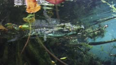 An American Alligator Swims Amongst Vegetation In A Fresh Water Cenote 