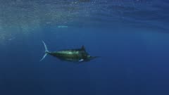 Blue Marlin swimming in open water