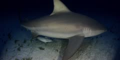 Bull Shark , Carcharhinus leucas