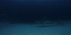 Tiger Shark ,Galeocerdo cuvier
