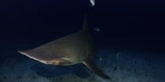 Great Hammerhead Shark,Sphyrna mokarran at Night