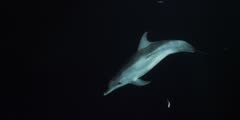 Spotted Dolphin Swimming and feeding at night in the wild, Bahamas