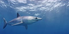 A Short Fin Mako swims in clear blue tropical water