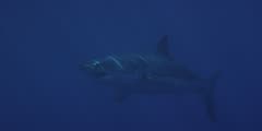 Great White Shark, Guadalupe Island, Mexico
