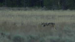  Blacktail Butte Wolf Pack gathering