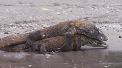Komodo Dragons Mating on a beach at Rinca Island, Komodo National Park