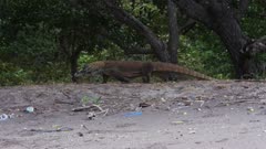 Komodo Dragons on a beach at Rinca Island, Komodo National Park