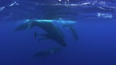 Sperm Whale gathering