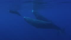 a baby Sperm Whale swims under the watchful eye of its Mother or immediate family