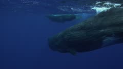 Sperm Whale Juveniles gather closely
