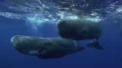 Sperm Whale Juveniles gather closely
