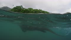 Komodo Dragon swimming / underwater off the coast of Rinca Island, Komodo National Park