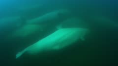 Beluga Whales swim in a mix of fresh and salt water