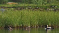 Black-Throated Loon mother and Chicks rest in a small pond