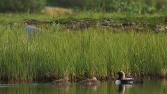 Black-Throated Loon mother and Chicks rest in a small pond