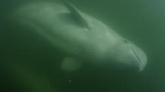 Beluga Whales swim in a mix of fresh and salt water