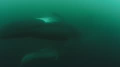 Long-Finned Pilot Whale Family