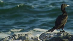 Cormorant takes flight over ocean waves